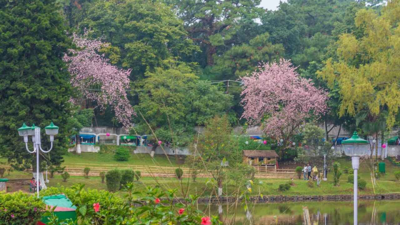 Cherry Blossom in Shillong