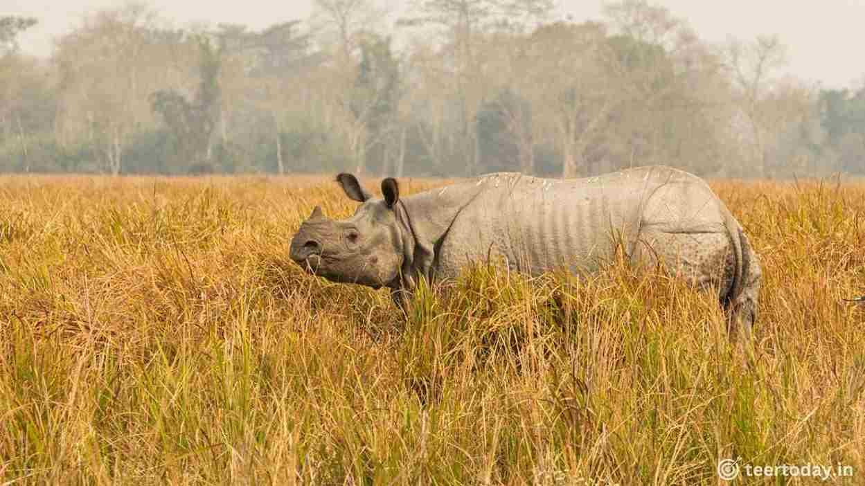 The One Horned Rhinos (Pride of Assam)